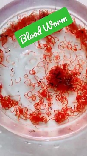 ഇങ്ങനെ Blood Worm വേണോ?