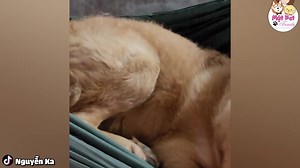 Gâu Đần đam mê ăn chực 🤣 #mậtpetfamily #mậtpet #matpetfamily | Mật Pet Family