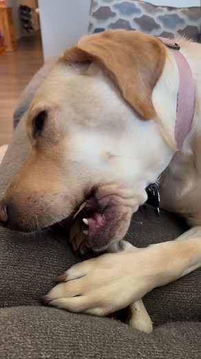 Chomp, chomp, chomp! #dog #dogstagram #naughtydog #labradorretriever #sillydog #puppy #labrador #labradorpuppy #yellowlab #themcintoshdoggies #milliethelab | Rowell Tidoso McIntosh
