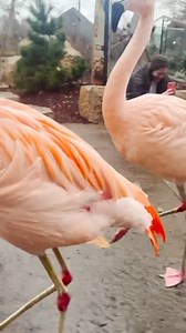 The Chilean flamingos enjoyed a snowy walk through the Zoo last week! 🦩❄️ Chilean flamingos live in high elevations within the Andes and have the ability to tolerate extreme conditions so a little bit of snow wasn’t going to stop them from their daily strut through the Zoo! | Nashville Zoo