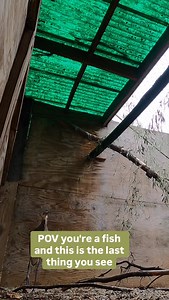 Birders love me. Fish fear me. 🐟 Herons are very graceful birds, if not a little threatening. They will often roost together in large mixed species colonies called rookeries. Together, a group of herons is called a siege, which is quite accurate when thinking about their hunting technique. Herons will stand completely still for long periods, sometimes hours, while waiting for the perfect moment to strike at its prey, commonly fish but also insects, crustaceans, amphibians, snakes, lizards, smal