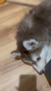 27K views · 1.8K reactions | Kepler loves gathering toys & his new home | Jasper Blues Siberians | Facebook