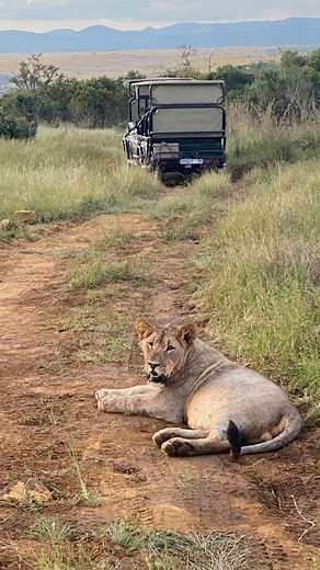 Discover the magic of the wild at Cheetah Ridge Lodge! Join us for an unforgettable journey where luxury meets adventure. 🌍✨ #cheetahridgeexperience #safaridreams #travelinstyle #travelafrica #bucketlistdestinations | Cheetah Ridge Lodge
