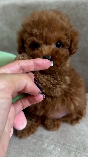 Заводчик Мальтипу Днепр на TikTok