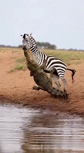 1.6M views · 1.5K reactions | Zebra Ambushed at Water’s Edge as...