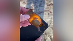 12K views · 126 reactions | A woman walking along a beach in St. Pete Beach, Florida, came across an unusual egg that suddenly hatched in her hand. | The Palm Beach Post | Facebook