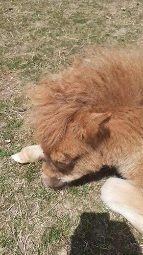 Attention ! Scène intense en mignonerie 🥰 Câlin-dodo avec Pimprenel et Perlimpinpin A défaut de pouvoir faire de jolies photos, on fait ce qu'on peut ! #lavillatteequitation23 #elevage #shetland #shetlandpony #foal #poneyshetland #poney | La Villatte Equitation 23