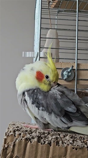 Słodkie spanko #cockatiel #zwierzaki #papuga