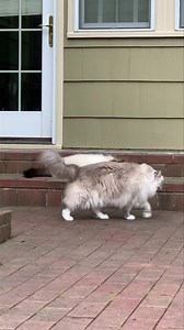 2.1K views · 278 reactions | 13-year-old Ragdoll cat, Charlie, being a little bit naughty  | Floppycats | Facebook