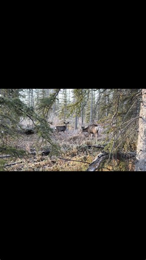 Morning Walk | Joanne King