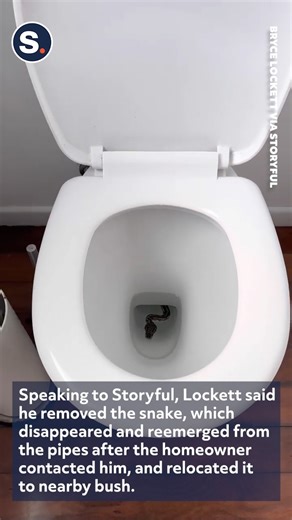 A resident of Queensland, Australia, was greeted by an unexpected guest in their bathroom after a carpet python slithered into their toilet bowl! | storyful