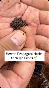 How to Propagate Herbs through Seeds🌱 📗Learn more about propagating through seeds step-by-step on our ebook “Herb Gardening for Beginners” here: carlothefarmer.prosperna.com | Fresherb