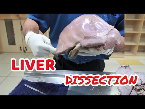 Anatomy Dissection of Liver