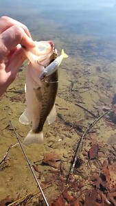 Micro Glidebait Gancraft Claw 70 Catch - Fishing #shorts Tanago Addict credit:@raWr Fishing #rawrfishing #fishing #kayak #bass #kayaking ##shorts #gan craft claw 70 #gancraft claw 70 #claw 70 #bfs #bfs fishing #bfs bass fishing #bass fishing #winter fishing #Micro Glidebait Gancraft Claw 70 Catch - Fishing #shorts #BFS lures #fishing nj #nj fishing #bait finesse system #shimano aldebaran bfs #aldebaran bfs #shimano majestic #B68L-BFS/2 #majestic bfs rod #majestic rod #majestic #rawr fishing | Ta