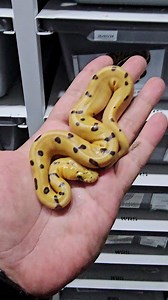 Pastel super enchi clown 💛🧡🤡🐍 #royalpythons #ballpythonlove #beardeddragon #reptilebreeder #snek #morph #leopardgecko #petsnake #herpetology #animal #morphs #cornsnake #snakelove #reptilelove #livingart #ballpythonofinstagram #snakelovers #reptilesofinsta #serpent #ballpythonsnake #nature #ballpythonlover #babyballpython #snakesofinsta #crestedgecko #ballpythonmorphsofinstagram | Xclusive ball pythons