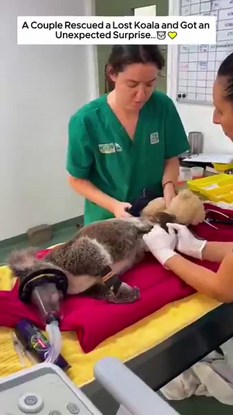 A Couple Rescued a Lost Koala and Got an Unexpected Surprise. #animalshorts