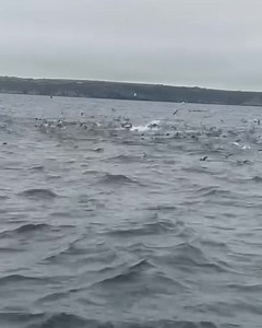 Tuna feeding frenzy from today #westcountry #bbcspotlight #cornwallphotography #lovepenzance #rspblovenature #rspbimages #rspb #photographer #OnTheWater #naturalbeauty #natural #naturelover #natgeo #nature #naturephotography #naturelovers #photography #cornwallcoast #penzancecornwall #marinewildlife #marinelife #cornwall #booknow #boattrip #southwestisbest #wildlifephotography #marinebirds #britishmarinelife #cornwalllife #mermaidpleasuretrips | Mermaid Pleasure Trips, Penzance