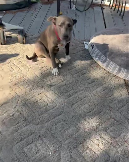 23 reactions | 勇Silver's TPLO surgery is scheduled for December 13,...