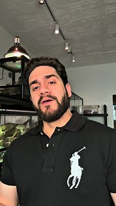 The Madagascar giant hissing cockroach (Gromphadorhina portentosa) - one of the largest cockroaches in the world, growing up to 10 cm long and completely flightless. Native to Madagascar, these gentle giants feed on fruits and decaying plant matter, recycling nutrients and acting as nature’s cleanup crew. Biggest misconception? That roaches are filthy. In reality, they’re very clean insects that help keep ecosystems balanced by breaking down organic waste.♻️ #madagascarhissingcockroach #hissingc