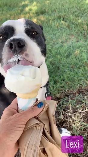 It’s ice cream season!! Lexi is looking for her forever home with a human who loves a sweet treat as much as she does | Unchained Melodies Dog Rescue