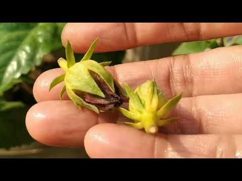Hibiscus bud drops problem | Bud droping before blooming | How to fix bud drops