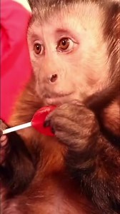 Monkey LOVES sugar free lollipops #monkey #snacks #cute #pets | MonkeyBoo