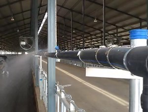 [Hot Item] The Solution to Heat Stress in Dairy Cows: a Spray System for Dairy Cows