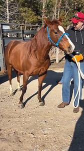 Big booty Judy has arrived | Freedom Valley Quarter Horse Rescue