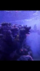 Dinoflagellates? No problem.  TGR users doing the micro nanobubbling method by Elegant Corals, LLC Micro-NanoBubbles Using TGR Synbio Aqua + Synbio Marine 3 for that extra oompf  #theglassreef #pinoyreefers #pmras #microbubbling #aquariumhusbandry #aquarium #reels #fyp #reeftank #marineaquarium #eatsleepreefrepeat | The Glass Reef | Facebook