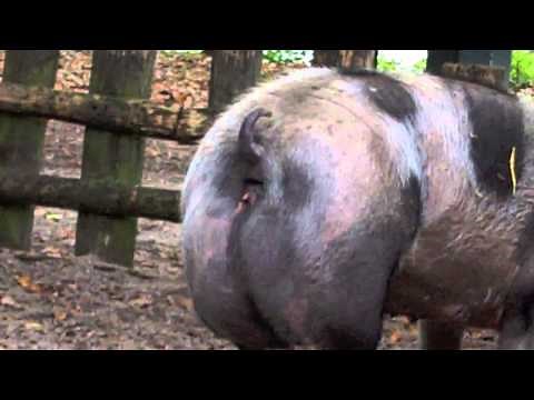 Big Pig Pooping