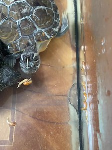 13K views · 1.3K reactions | Grădina Zoologică Rădăuți on Reels | Facebook