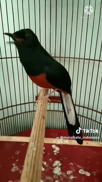 MuraiBatu-Indonesia on TikTok