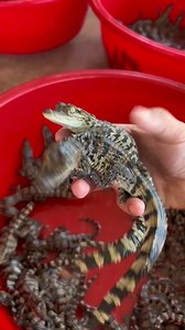 Daily African Animals on Reels