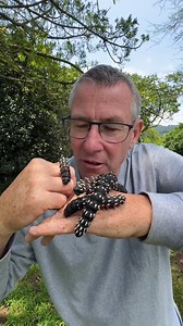 3.5K views · 50 reactions | The appearance of the cabbage tree moth caterpillars. #animalvideos #caterpillar Thanks for share! | Animals Videos | Facebook