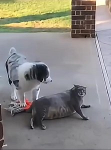 Funny Fat Cats moments😂😂 #Amazing #funny #animals #funnymoments #funnypost #funnyreels #funnymemes #funnyvideo #fun #foryouシ #foryoupageシ #foryoupage #foryourpage #trendingpost #trendingreels #trend #shorts #viralreelsfacebook #viralpost #viralreelsシ #viralreels #short #viralreelsfb #viralvideoシ #fb #reelsvideo #reelsviralシ #fypシ゚viral #reelsvideoシ #reelsfbシ #fypシviralシ2024 #viralpage #viralpost2024 | Fun Frolickers