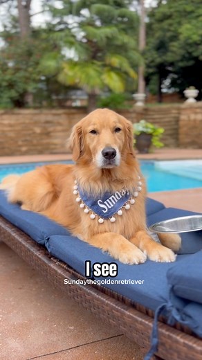 12K views · 646 reactions | It’s so hard to find good help these days!  Seems like a simple request. Sheesh! This audio cracks me up. This is exactly how I think Sunday sounds in my head. 殺✨Audio credit morathanenough via TT | Sunday The Golden Retriever | Facebook