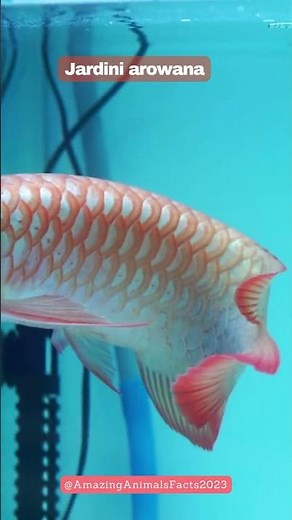 Jardini Arowana