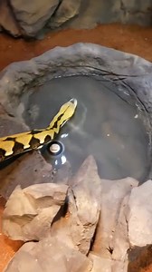 I show Eric and Noah how to handle Lucy, my giant Reticulated python, on their own and it doesn't go as smooth as planned. | Brian Barczyk