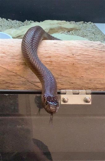 BLUE says ‘Hi’… 🤗 —————————- Inland Taipan Oxyuranus microlepidotus Highly venomous #radoa #reptileawareness #venomoussnakes #elapid #elapidae #venomous #taipan #inlandtaipan #reptilesofaustralia #snakesofaustralia #wildlifeconservation #reptileconservation | Reptile Awareness Displays of Australia - RADOA