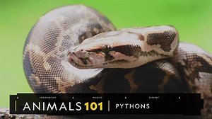Watch: Pythons 101