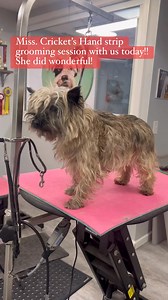 Cricket got a hand strip grooming session with us today and feels so much better! | Happy Dog Grooming Salon