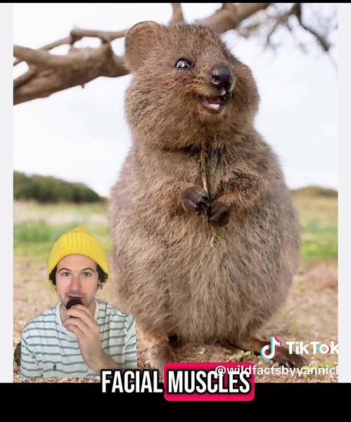 Quokka: The Happiest Animal in Australia