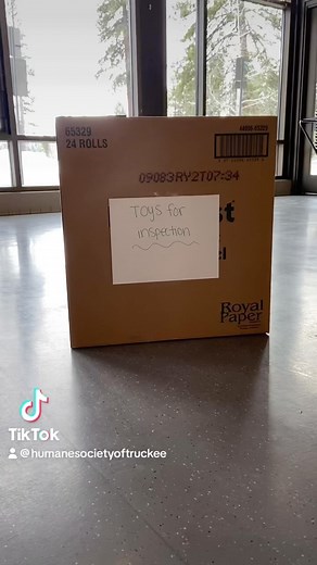 31 reactions · 5 comments | Mira takes toy inspection very seriously | Humane Society of Truckee-Tahoe | Facebook