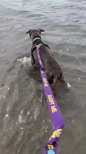 Niagara SPCA on Reels