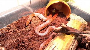 15 reactions · 3 comments | Ruby’s perfect shed! It’s rare we’re able to find a snakes shedded skin in one perfect piece, and we made sure to capture the moment to share with everyone! #WonderLabsciencemuseum #WonderLab #wildtypecornsnakeshed #freshskin | WonderLab Museum | Facebook