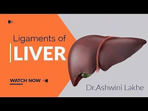 Ligaments of Liver