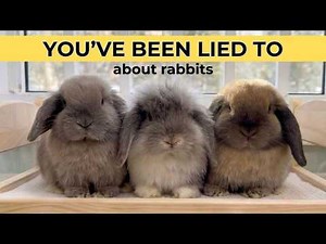 You've Been Lied To About Rabbits