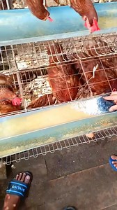 4.6K views · 1.1K reactions | the process of washing the drinking bowl for laying hens讀 #farming #layinghens | Reza Rezaldi | Facebook