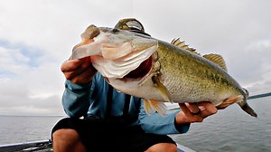 Why fisherman prefer giant baits for monster catches