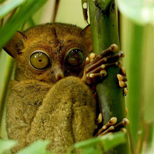 The truly wondrous nature and wildlife of Malaysia #visitmalaysia2026 #malaysiatrulyasia #dubai | Tourism Malaysia | Facebook